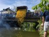 2024-05-05 Entenrennen an der Fischach in Seekirchen, ca. 7700 Enten im Einsatz;  
Veranstalter: Lions Club Seekirchen
Foto und Copyright: Moser Albert, Fotograf, 5201 Seekirchen, Weinbergstiege 1, Tel.: 0043-676-7550526  albert.moser@sbg.at  www.moser.zenfolio.com