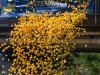 2024-05-05 Entenrennen an der Fischach in Seekirchen, ca. 7700 Enten im Einsatz;  
Veranstalter: Lions Club Seekirchen
Foto und Copyright: Moser Albert, Fotograf, 5201 Seekirchen, Weinbergstiege 1, Tel.: 0043-676-7550526  albert.moser@sbg.at  www.moser.zenfolio.com