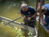 2024-05-05 Entenrennen an der Fischach in Seekirchen, ca. 7700 Enten im Einsatz;  
Veranstalter: Lions Club Seekirchen
Foto und Copyright: Moser Albert, Fotograf, 5201 Seekirchen, Weinbergstiege 1, Tel.: 0043-676-7550526  albert.moser@sbg.at  www.moser.zenfolio.com