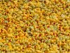 2024-05-05 Entenrennen an der Fischach in Seekirchen, ca. 7700 Enten im Einsatz;  
Veranstalter: Lions Club Seekirchen
Foto und Copyright: Moser Albert, Fotograf, 5201 Seekirchen, Weinbergstiege 1, Tel.: 0043-676-7550526  albert.moser@sbg.at  www.moser.zenfolio.com