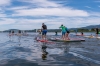 4. Seekirchner Fischachmeisterschaft am 29.07.2017; Klasse Stand up Paddler SUP  
Foto und Copyright: Moser Albert, Fotograf, 5201 Seekirchen, Weinbergstiege 1, Tel.: 0043-676-7550526 mailto:albert.moser@sbg.at  www.moser.zenfolio.com