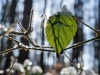 Foto und Copyright: Moser Albert, Fotograf, 5201 Seekirchen, Weinbergstiege 1, Tel.: 0043-676-7550526 mailto:albert.moser@sbg.at  www.moser.zenfolio.com