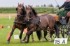 Landesmeisterschaft Gespannfahren Ein- und ZweispÃ¤nner in Seekirchen/Wimmhof;  
3. Bewerb, Hindernisfahren, am 06.08.2017; Greinsberger Florian von Pferdefreunde Leitzachtal BRD  
Foto und Copyright: Moser Albert, Fotograf, 5201 Seekirchen, Weinbergstiege 1, Tel.: 0043-676-7550526 mailto:albert.moser@sbg.at  www.moser.zenfolio.com