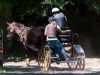 Gespannfahren Seekirchen (53)