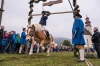 Leonhardiritt in Irrsdorf am 26.10.2015; Kranzlstechen  
Foto und Copyright: Moser Albert, Fotograf, 5201 Seekirchen, Weinbergstiege 1, Tel.: 0043-676-7550526 mailto:albert.moser@sbg.at  www.moser.zenfolio.com