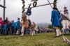 Leonhardiritt in Irrsdorf am 26.10.2015; Kranzlstechen  
Foto und Copyright: Moser Albert, Fotograf, 5201 Seekirchen, Weinbergstiege 1, Tel.: 0043-676-7550526 mailto:albert.moser@sbg.at  www.moser.zenfolio.com