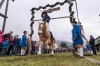 Leonhardiritt in Irrsdorf am 26.10.2015; Kranzlstechen  
Foto und Copyright: Moser Albert, Fotograf, 5201 Seekirchen, Weinbergstiege 1, Tel.: 0043-676-7550526 mailto:albert.moser@sbg.at  www.moser.zenfolio.com