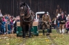 Leonhardiritt in Irrsdorf am 26.10.2015; ZugleistungsprÃ¼fung der Pferde mit Gewichten, die mit einem Zwischenhalt Ã¼ber eine Strecke von 35m gezogen werden mÃ¼ssen  
Foto und Copyright: Moser Albert, Fotograf, 5201 Seekirchen, Weinbergstiege 1, Tel.: 0043-676-7550526 mailto:albert.moser@sbg.at  www.moser.zenfolio.com