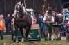 Leonhardiritt in Irrsdorf am 26.10.2015; ZugleistungsprÃ¼fung der Pferde mit Gewichten, die mit einem Zwischenhalt Ã¼ber eine Strecke von 35m gezogen werden mÃ¼ssen;  Sieger Felix Honsig aus Henndorf mit Pferd Aron  
Foto und Copyright: Moser Albert, Fotograf, 5201 Seekirchen, Weinbergstiege 1, Tel.: 0043-676-7550526 mailto:albert.moser@sbg.at  www.moser.zenfolio.com