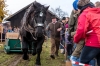 Leonhardiritt in Irrsdorf am 26.10.2015; ZugleistungsprÃ¼fung der Pferde mit Gewichten, die mit einem Zwischenhalt Ã¼ber eine Strecke von 35m gezogen werden mÃ¼ssen  
Foto und Copyright: Moser Albert, Fotograf, 5201 Seekirchen, Weinbergstiege 1, Tel.: 0043-676-7550526 mailto:albert.moser@sbg.at  www.moser.zenfolio.com