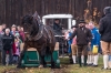 Leonhardiritt in Irrsdorf am 26.10.2015; ZugleistungsprÃ¼fung der Pferde mit Gewichten, die mit einem Zwischenhalt Ã¼ber eine Strecke von 35m gezogen werden mÃ¼ssen  
Foto und Copyright: Moser Albert, Fotograf, 5201 Seekirchen, Weinbergstiege 1, Tel.: 0043-676-7550526 mailto:albert.moser@sbg.at  www.moser.zenfolio.com