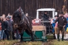 Leonhardiritt in Irrsdorf am 26.10.2015; ZugleistungsprÃ¼fung der Pferde mit Gewichten, die mit einem Zwischenhalt Ã¼ber eine Strecke von 35m gezogen werden mÃ¼ssen  
Foto und Copyright: Moser Albert, Fotograf, 5201 Seekirchen, Weinbergstiege 1, Tel.: 0043-676-7550526 mailto:albert.moser@sbg.at  www.moser.zenfolio.com