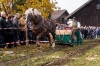 Leonhardiritt in Irrsdorf am 26.10.2015; ZugleistungsprÃ¼fung der Pferde mit Gewichten, die mit einem Zwischenhalt Ã¼ber eine Strecke von 35m gezogen werden mÃ¼ssen;  Sieger Felix Honsig aus Henndorf mit Pferd Aron  
Foto und Copyright: Moser Albert, Fotograf, 5201 Seekirchen, Weinbergstiege 1, Tel.: 0043-676-7550526 mailto:albert.moser@sbg.at  www.moser.zenfolio.com