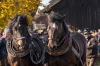 Leonhardiritt in Irrsdorf am 26.10.2015; ZugleistungsprÃ¼fung der Pferde mit Gewichten, die mit einem Zwischenhalt Ã¼ber eine Strecke von 35m gezogen werden mÃ¼ssen  
Foto und Copyright: Moser Albert, Fotograf, 5201 Seekirchen, Weinbergstiege 1, Tel.: 0043-676-7550526 mailto:albert.moser@sbg.at  www.moser.zenfolio.com