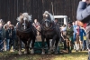 Leonhardiritt in Irrsdorf am 26.10.2015; ZugleistungsprÃ¼fung der Pferde mit Gewichten, die mit einem Zwischenhalt Ã¼ber eine Strecke von 35m gezogen werden mÃ¼ssen;  Felix Honsig aus Henndorf  
Foto und Copyright: Moser Albert, Fotograf, 5201 Seekirchen, Weinbergstiege 1, Tel.: 0043-676-7550526 mailto:albert.moser@sbg.at  www.moser.zenfolio.com