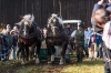 Leonhardiritt in Irrsdorf am 26.10.2015; ZugleistungsprÃ¼fung der Pferde mit Gewichten, die mit einem Zwischenhalt Ã¼ber eine Strecke von 35m gezogen werden mÃ¼ssen;  Felix Honsig aus Henndorf  
Foto und Copyright: Moser Albert, Fotograf, 5201 Seekirchen, Weinbergstiege 1, Tel.: 0043-676-7550526 mailto:albert.moser@sbg.at  www.moser.zenfolio.com