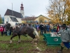 Leonhardiritt in Irrsdorf am 26.10.2012 veranstaltet von den Irrsdorfer LeonhardischÃ¼tzen  
ZugleistungsprÃ¼fung mit Gewichten von 900 - 1300kg, die mit einem Zwischenhalt Ã¼ber eine Strecke von 35m gezogen werden mÃ¼ssen  Sieger Felix Honsig aus Henndorf  
Foto und Copyright: Moser Albert, Fotograf und Pressefotograf, 5201 Seekirchen, Weinbergstiege 1, Tel.: 0676-7550526 mailto:albert.moser@sbg.at  www.moser.zenfolio.com