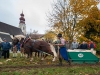 Leonhardiritt in Irrsdorf am 26.10.2012 veranstaltet von den Irrsdorfer LeonhardischÃ¼tzen  
ZugleistungsprÃ¼fung mit Gewichten von 900 - 1300kg, die mit einem Zwischenhalt Ã¼ber eine Strecke von 35m gezogen werden mÃ¼ssen  Sieger Felix Honsig aus Henndorf  
Foto und Copyright: Moser Albert, Fotograf und Pressefotograf, 5201 Seekirchen, Weinbergstiege 1, Tel.: 0676-7550526 mailto:albert.moser@sbg.at  www.moser.zenfolio.com