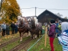 Leonhardiritt in Irrsdorf am 26.10.2012 veranstaltet von den Irrsdorfer LeonhardischÃ¼tzen  
Zugleistungsdemonstration mit zwei Pferden und einem Gewicht von 1800kg Felix Honsig aus Henndorf  
Foto und Copyright: Moser Albert, Fotograf und Pressefotograf, 5201 Seekirchen, Weinbergstiege 1, Tel.: 0676-7550526 mailto:albert.moser@sbg.at  www.moser.zenfolio.com