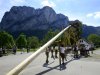 Maibaum-in-St.-Lorenz-120