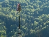 Maibaumaufstellen bei der WaschlmÃ¼hle in Ebenau am 01.05.2019, organisiert vom Trachtenverein "D'Stoawandler" Ebenau;  
Foto und Copyright: Moser Albert