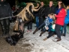 Perchtenlauf in Hof bei Salzburg am Brunnenplatz am 30.11.2013  
mit den SchworzmÃ¼hl Teifin aus Hof, Neumarkter Krampusse und der Schober Perchten Pass aus Thalgau  
Foto und Copyright: Moser Albert, Fotograf und Pressefotograf, 5201 Seekirchen, Weinbergstiege 1, Tel.: 0676-7550526 mailto:albert.moser@sbg.at  www.moser.zenfolio.com