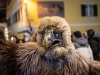 Traditioneller Krampuslauf der Wallersee Perchten mit Gastgruppen in Seekirchen am 03.12.2022; Kirchberger Krampusse & Perchten;  
Foto und Copyright: Moser Albert, Fotograf, 5201 Seekirchen, Weinbergstiege 1, Tel.: 0043-676-7550526 mailto:albert.moser@sbg.at  www.moser.zenfolio.com