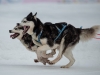 Int. Hundeschlittenrennen in Hintersee am 10.02.2023  
Foto und Copyright: Moser Albert, Fotograf, 5201 Seekirchen, Weinbergstiege 1, Tel.: 0043-676-7550526 mailto:albert.moser@sbg.at  www.moser.zenfolio.com