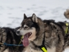 Int. Hundeschlittenrennen in Hintersee am 11.02.2023  
Foto und Copyright: Moser Albert, Fotograf, 5201 Seekirchen, Weinbergstiege 1, Tel.: 0043-676-7550526 mailto:albert.moser@sbg.at  www.moser.zenfolio.com