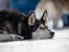 Int. Hundeschlittenrennen in Hintersee am 11.02.2023  
Foto und Copyright: Moser Albert, Fotograf, 5201 Seekirchen, Weinbergstiege 1, Tel.: 0043-676-7550526 mailto:albert.moser@sbg.at  www.moser.zenfolio.com