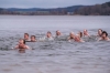 7. Silvesterschwimmen im Strandbad in Seeham am 31.12.2017; 41 Teilnehmer, 7 Damen und 31 MÃ¤nner und 3 Kinder  
Foto und Copyright: Moser Albert, Fotograf, 5201 Seekirchen, Weinbergstiege 1, Tel.: 0043-676-7550526 mailto:albert.moser@sbg.at  www.moser.zenfolio.com