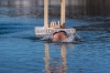 Silvesterschwimmen im Fuschlseebad am 31.12.2016  
Foto und Copyright: Moser Albert, Fotograf, 5201 Seekirchen, Weinbergstiege 1, Tel.: 0043-676-7550526 mailto:albert.moser@sbg.at  www.moser.zenfolio.com